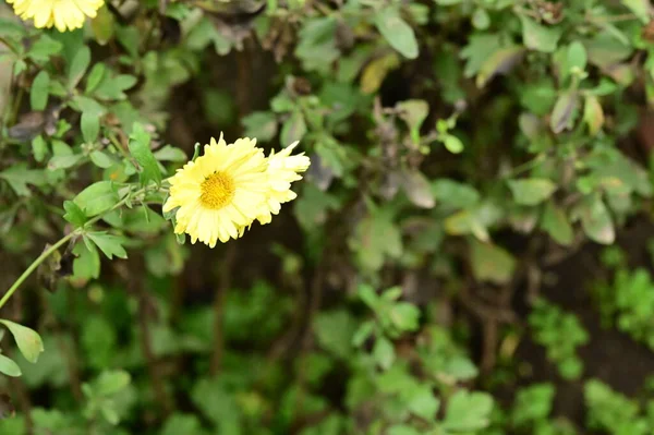 Vacker Höst Krysantemum Blommor Trädgården — Stockfoto