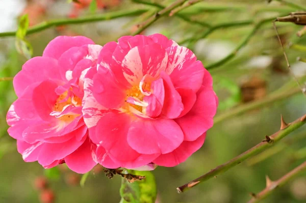 Hermosas Rosas Rosas Flores Que Crecen Jardín — Foto de Stock