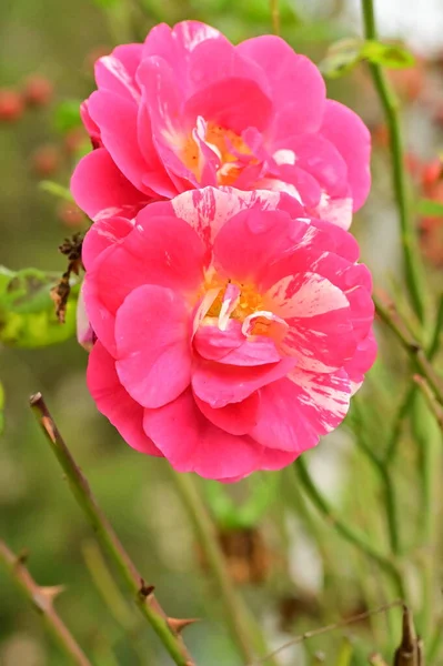 Красивые Розовые Розы Цветы Растут Саду — стоковое фото