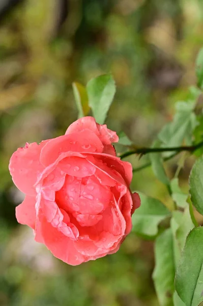 stock image beautiful pink rose flower growing in garden