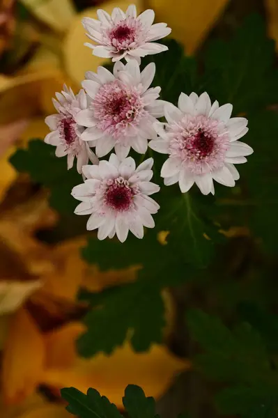 Belas Flores Rosa Branco Crescendo Jardim — Fotografia de Stock