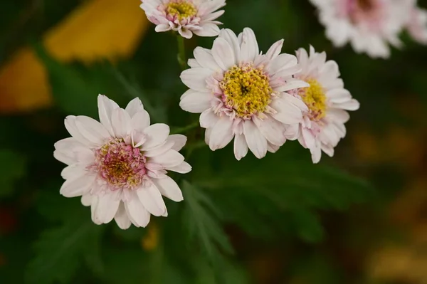 Hermosas Flores Rosadas Blancas Que Crecen Jardín — Foto de Stock