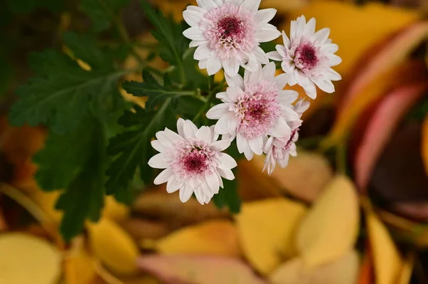 Όμορφα Ροζ Και Λευκά Λουλούδια Που Μεγαλώνουν Στον Κήπο — Φωτογραφία Αρχείου