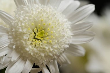 Güzel, parlak sonbahar çiçeği, kapat