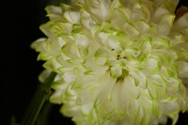 Güzel, parlak sonbahar çiçeği, kapat