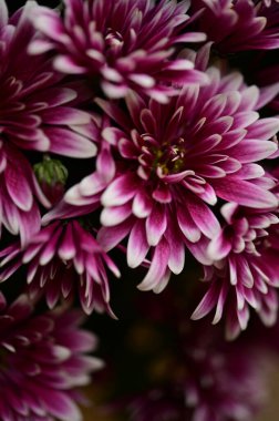 Güzel pembe kasımpatı çiçekleri, yakın görüş