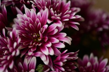 Güzel pembe kasımpatı çiçekleri, yakın görüş