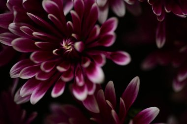 Güzel pembe kasımpatı çiçekleri, yakın görüş