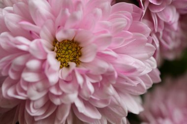 Güzel, parlak sonbahar çiçeği, kapat