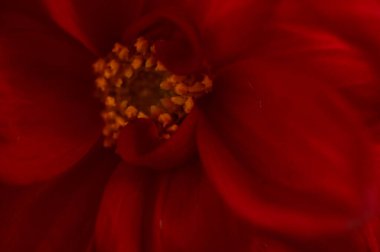 Güzel, parlak bir sonbahar kasımpatısı.