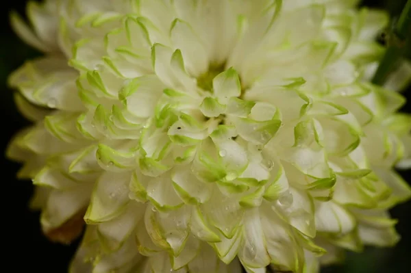Güzel Parlak Sonbahar Çiçeği Kapat — Stok fotoğraf