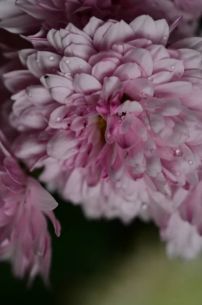 Gyönyörű Rózsaszín Krizantém Virágok Közelről — Stock Fotó