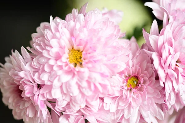 Beautiful Pink Chrysanthemum Flowers Close View — Stock Photo, Image