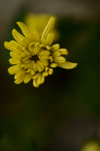 Beautiful Bright Autumn Flower Close — Stock Photo, Image