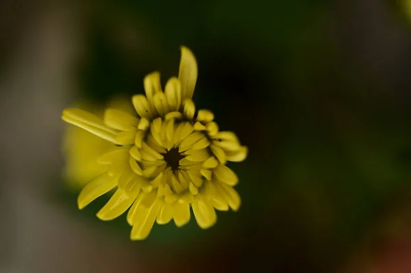 Όμορφο Φωτεινό Φθινοπωρινό Λουλούδι Κοντινό — Φωτογραφία Αρχείου