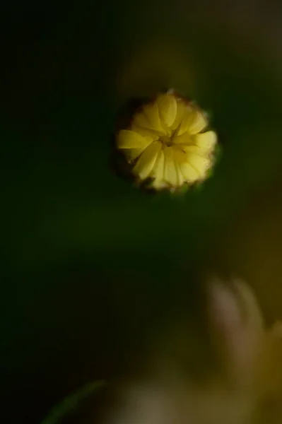 Vacker Ljus Höst Blomma Närbild — Stockfoto