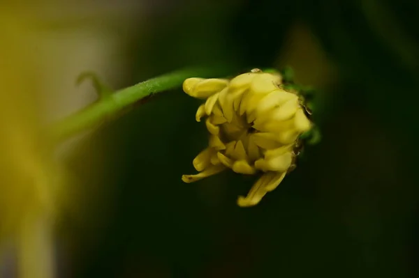 Όμορφο Φωτεινό Φθινοπωρινό Λουλούδι Κοντινό — Φωτογραφία Αρχείου