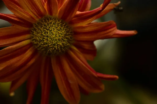 Belle Fleur Automne Lumineuse Gros Plan — Photo