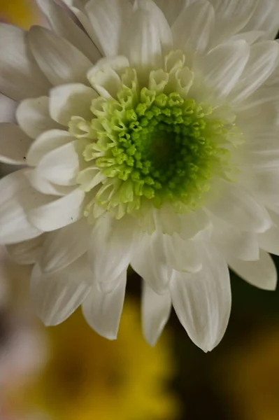Hermosa Flor Otoño Brillante Cerca — Foto de Stock