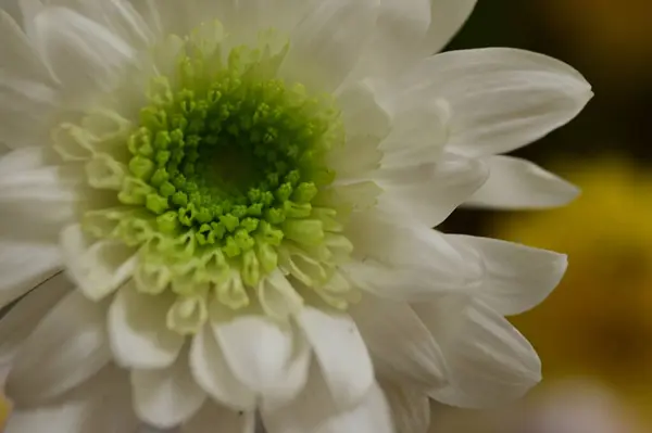 Hermosa Flor Otoño Brillante Cerca — Foto de Stock