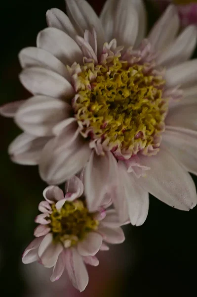 Vackra Rosa Och Vita Blommor Som Växer Trädgården — Stockfoto