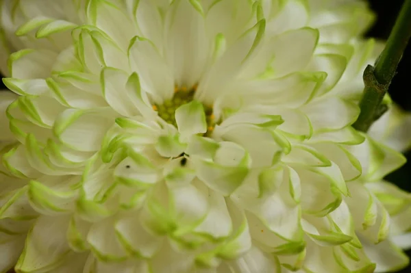 Close Beautiful Bright Autumn Chrysanthemum — Stock Photo, Image