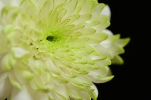 Primer Plano Hermoso Crisantemo Otoño Brillante — Foto de Stock