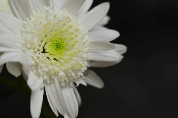 Primer Plano Hermoso Crisantemo Otoño Brillante —  Fotos de Stock