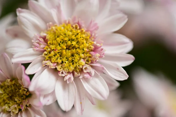 Beautiful Pink White Flowers Growing Garden — Stock Photo, Image