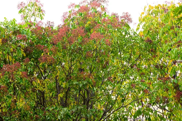 Žluté Listy Stromech Parku Příroda — Stock fotografie