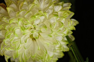 Güzel, parlak bir sonbahar kasımpatısı.