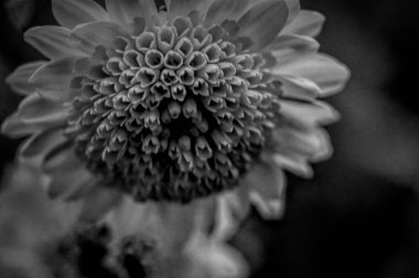 Güzel, parlak bir sonbahar kasımpatısı.