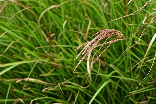 Zelené Listy Pozadí Příroda Flóra — Stock fotografie