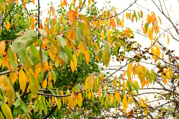 공원에 나무에난노란 나뭇잎 — 스톡 사진