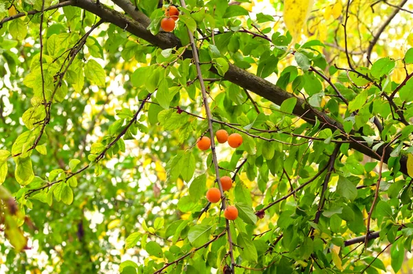 Bagas Laranja Maduras Árvore Verde Jardim — Fotografia de Stock