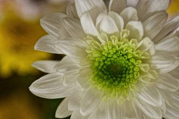 Primer Plano Hermoso Crisantemo Otoño Brillante — Foto de Stock