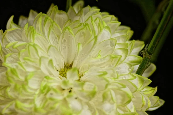 Närbild Vackra Ljusa Höst Krysantemum — Stockfoto