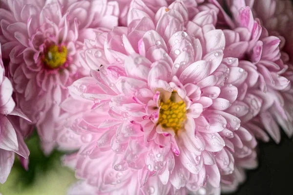 stock image close up of beautiful  bright autumn chrysanthemums