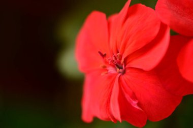 Parlak sonbahar çiçeklerini kapatın.