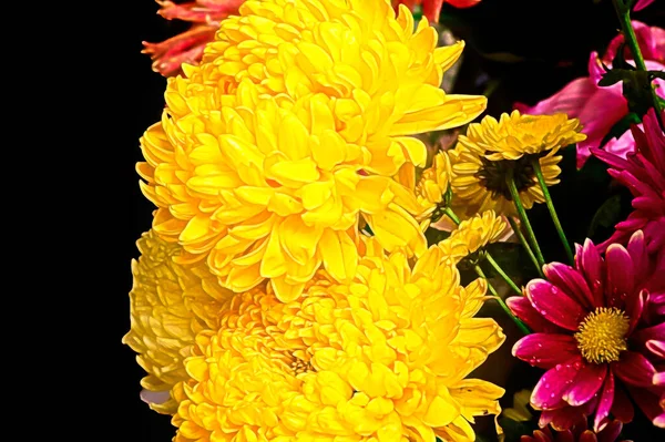 Nahaufnahme Von Schönen Hellen Chrysanthemen Herbst — Stockfoto