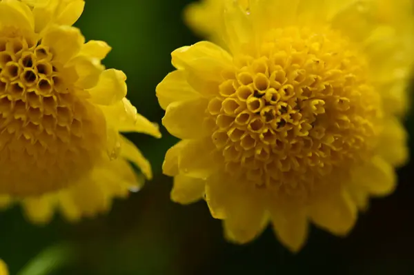Gros Plan Beaux Chrysanthèmes Automne Lumineux — Photo