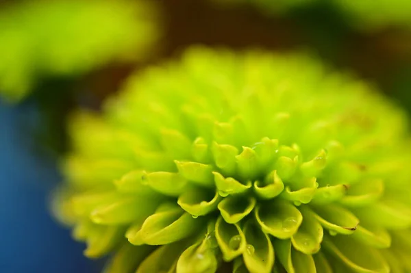 Close Beautiful Bright Autumn Chrysanthemum — Stock Photo, Image