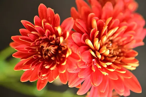 stock image close up of beautiful  bright autumn chrysanthemums