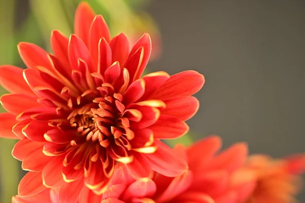 Close Beautiful Bright Autumn Chrysanthemums — Stock Photo, Image