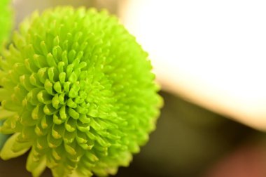 Güzel, parlak bir sonbahar kasımpatısı.