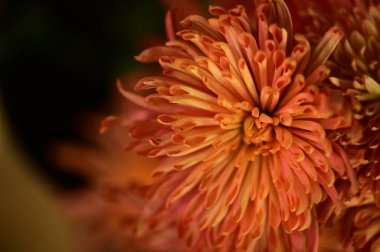 Güzel, parlak bir sonbahar kasımpatısı.