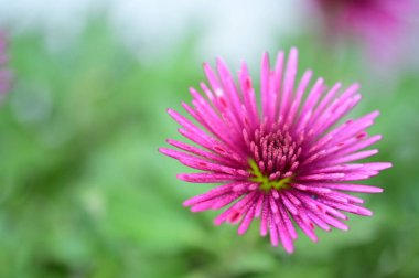 bahçede büyüyen güzel pembe çiçekler