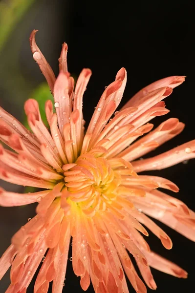 Закрыть Красивую Яркую Осеннюю Хризантему — стоковое фото