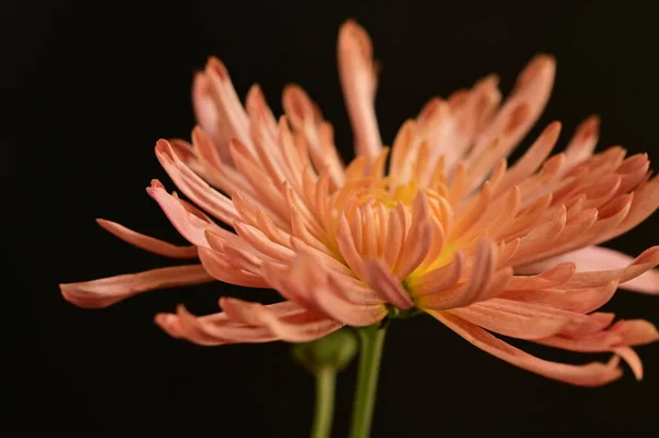 Nahaufnahme Von Schönen Hellen Herbst Chrysanthemen — Stockfoto