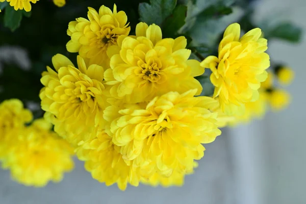 Close Beautiful Bright Autumn Chrysanthemums — Stock Photo, Image